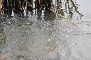 Tall Grass Growing Up Through The Water With Reflections photo