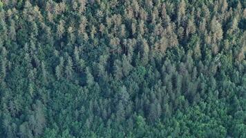 A breathtaking aerial view of a dense forest showcasing the vibrant greens of nature bathed in the soft light of early morning photo