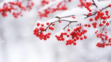 Red winter berries on tree branches during snowfall. Neural network photo
