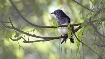 Oriental magpie-robin The Oriental magpie-robin is a small passerine bird that was formerly classed as a member of the thrush family Turdidae, but now considered an Old World flycatcher. video