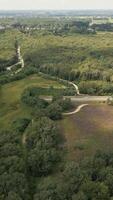 A wild life overpass over a highway surrounded by a forest video