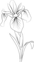 Cute flower coloring pages, Iris drawing, Hand drawn botanical summer elements bouquet of Iris line art coloring page, easy flower drawing. Iris flower art, outline Iris flower drawing vector