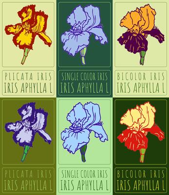 Drawings types of garden iris coloring. Hand drawn illustration. Latin name IRIS APHYLLA L.