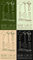 Set of drawing BROWN SLIMECAP in various colors. Hand drawn illustration. Latin name is CHROOGOMPHUS RUTILUS SCHAEFF. vector