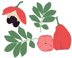 Blighia sapida juicy nutritious fruit with dark seeds, leaves of the Ackee Jamaican tree and its fruits of varying degrees of maturity vector