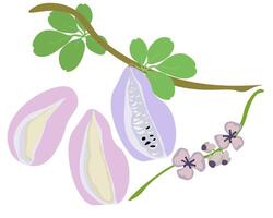 Akebia quinata a branch with plant fruits and a flowering twig, a nutritious fruit with juicy pulp of varying degrees of ripeness vector
