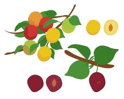 Cherry plum set of branches with leaves and fruits of yellow and dark red color, juicy nutritious berry vector