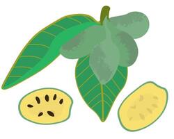 Asimina triloba branch with the fruits of a plant, a nutritious pawpaw fruit with juicy pulp and hard seeds vector