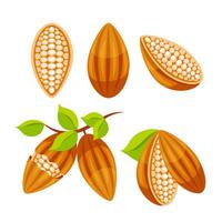 Whole cocoa bean. Sliced into halves and chocolate vector