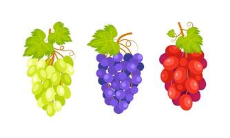 Three bunches of grapes hanging from a vine with green leaves, representing the diversity of colors of this fruit vector