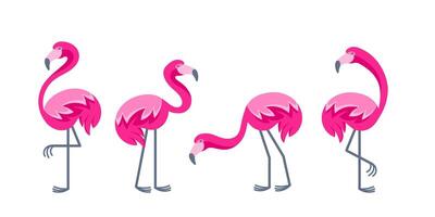 Set of pink flamingos standing in different poses, colorful illustration of exotic birds with long legs and neck, wildlife concept vector