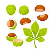 Set of illustrations showing different parts of a horse chestnut, including its spiky shell, the seed and the leaf vector