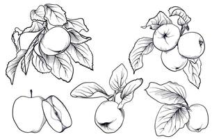a set of black and white hand-drawn drawings of apple fruits on a branch illustration vector
