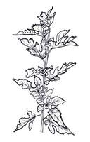 black and white hand-drawn mulberry branches illustration vector