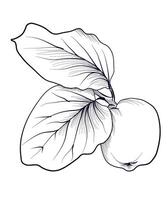 black and white drawing of a quince fruit illustration vector
