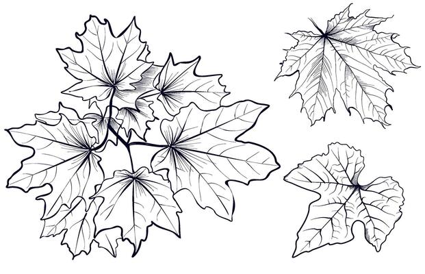 a set of black and white maple tree leaves illustration