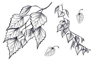 a set of black and white hand-drawn drawings of branches with birch foliage vector