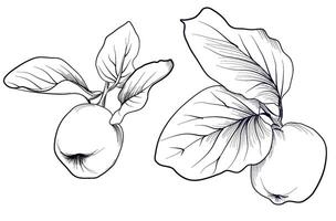 a set of black and white hand-drawn drawings of a quince tree fruit with leaves on a branch vector
