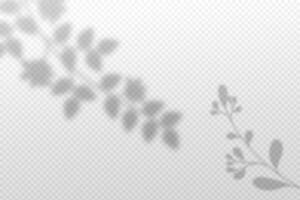 Soft shadows of branches and leaves on a grey background. Natural shadow overlay of vegetation vector