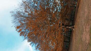 Orange Color Tree In Autumn In A Calabrian Natural Park Spinning Shot video