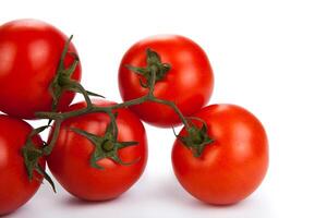 red tomatoes on a branch photo