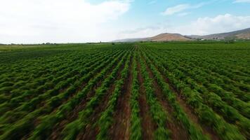 Expanse of rows of vines in Calabria video
