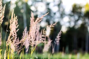 Wild grass on a field in a warm sunset light in a summer evening. photo
