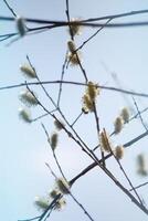 Willow tree branches on spring sky background photo