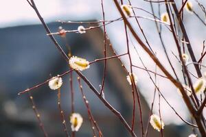 Willow tree branches on spring sky background photo