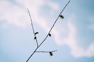 Willow tree branches on spring sky background photo