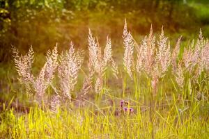 Wild grass on a field in a warm sunset light in a summer evening. photo
