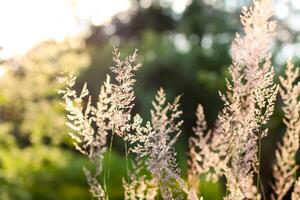 Wild grass on a field in a warm sunset light in a summer evening. photo
