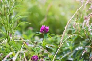 Wildflowers on summer field. photo