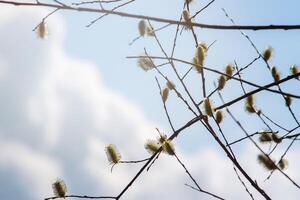 Willow tree branches on spring sky background photo