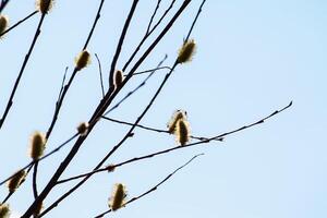 Willow tree branches on spring sky background photo