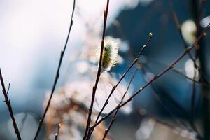 Willow tree branches on spring sky background photo