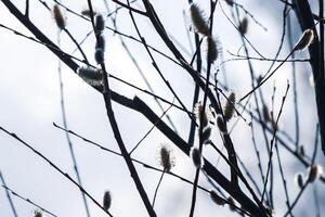 Willow tree branches on spring sky background photo