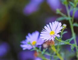Purple aster flowers in bloom in autumn day. photo