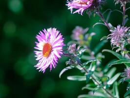 Purple aster flowers in bloom in autumn day. photo