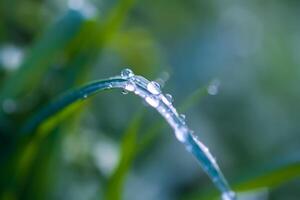 Closeup of green grass with water drops. Morning dew on summer field. photo