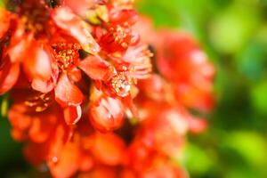 Flowering Cydonia plant. Red spring flowers of Japanese quince photo