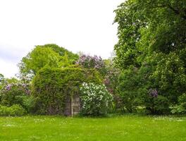Scenic nature view in spring park. photo