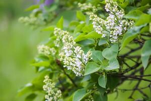 Spring blossoms on the tree under blue sky, Nature background. photo