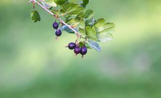 Fresh gooseberry on a branch. Organic berries photo
