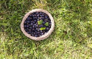 Juicy ripe berries of a gooseberry in a small handmade jute basket. photo