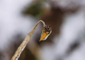 Melting snow and ice on grass in wild forest. Season change in nature. photo