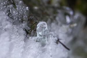Melting snow and ice on grass in wild forest. Season change in nature. photo
