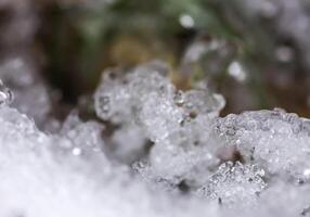 Melting snow and ice on grass in wild forest. Season change in nature. photo
