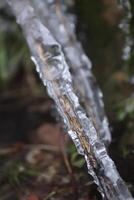 Melting snow and ice on grass in wild forest. Season change in nature. photo
