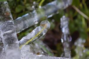 Melting snow and ice on grass in wild forest. Season change in nature. photo